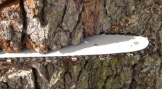 Выбираем аккумуляторную пилу для дачи